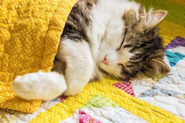 Un chat qui dort en dessous une couette jaune