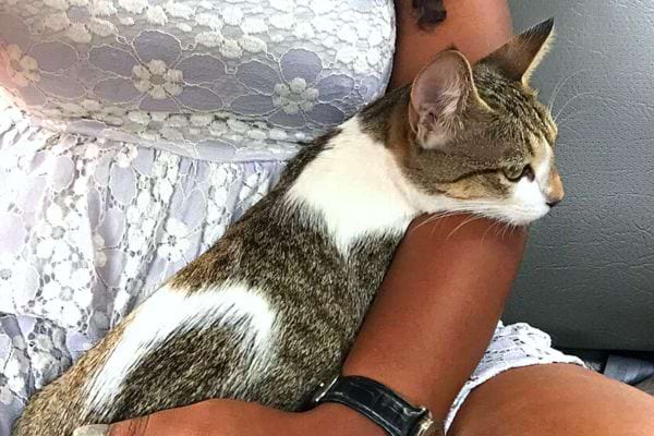 Un chat dans les bras d'une femme noire qui est vêtu d'une robe blanche 