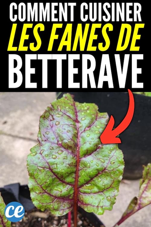 Des feuilles de betteraves à ne pas jeter mais à cuisiner en recette