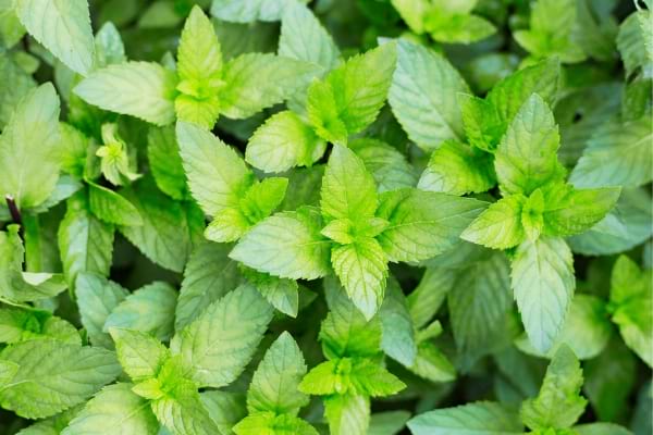 Des feuilles de menthe qui servent à repousser les moustiques