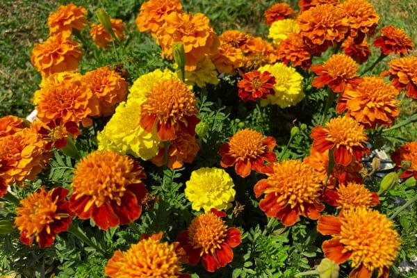 Des fleurs de soucis pour repousser les moustiques