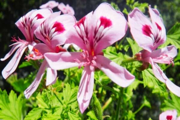 Des fleurs de géranium odorant qui repoussent les moustiques