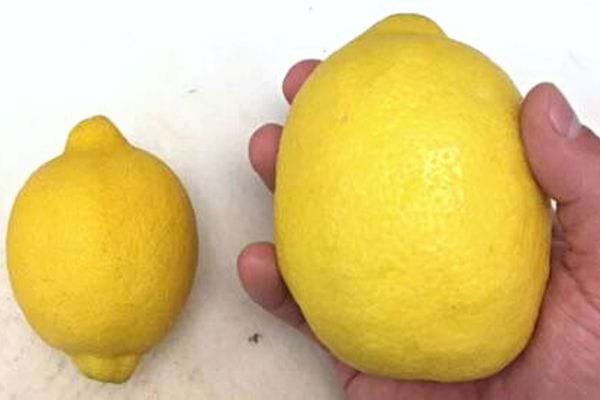Un citron dans la main d'une personne avec un autre citron plus petit à côté
