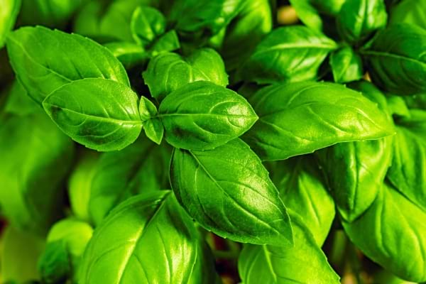 Du basilic citronnelle pour chasser les moustiques