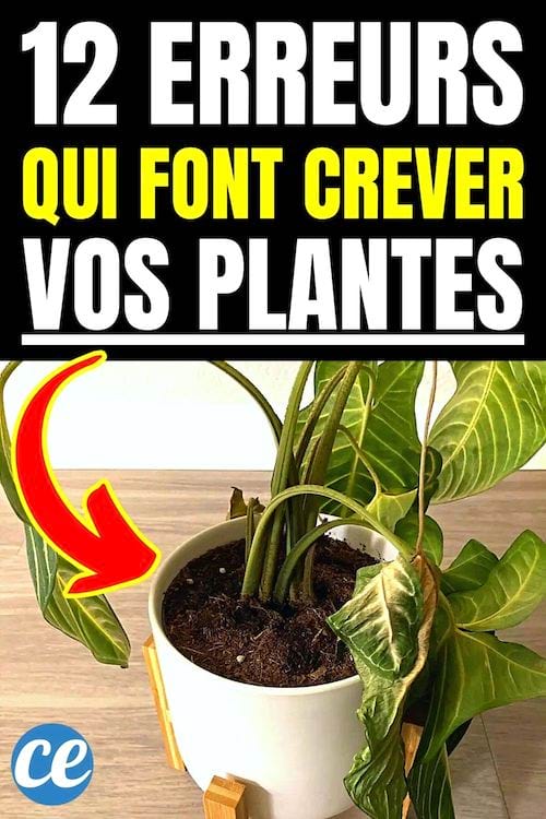 12 erreurs qui font crever vos plantes