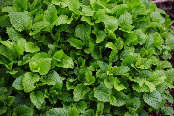 De la mélisse officinale comme plante anti moustique