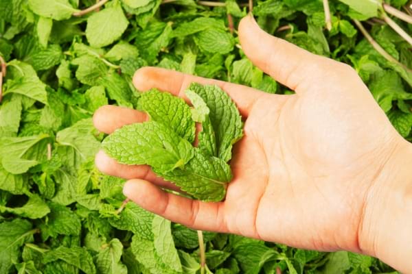 Des feuilles de menthe poivrée comme plante anti moustiques