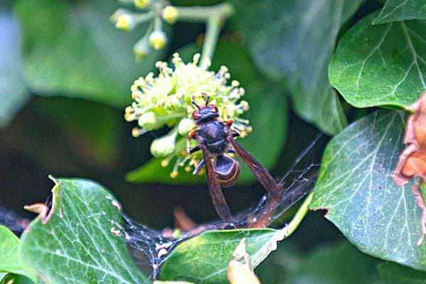 Un frelon asiatique sur une feuille de jardin