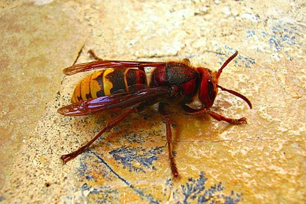 Un frelon asiatique sur le sol