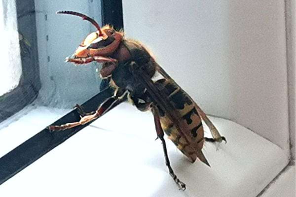 Un frelon asiatique devant une fenêtre