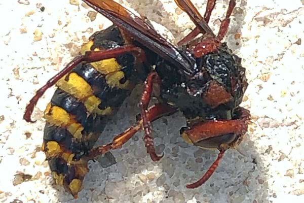 Un frelon asiatique mort