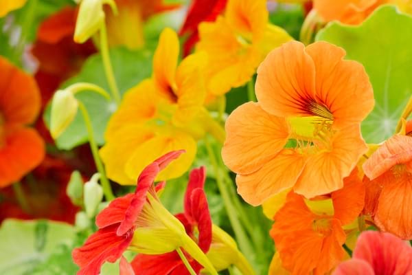 Une haie de capucines anti moustiques