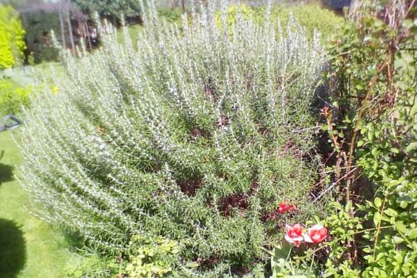 Une haie de romarin anti moustique