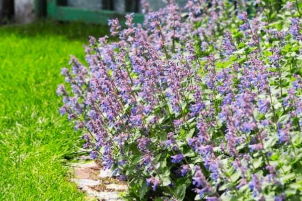 Une haie de lavande anti moustique