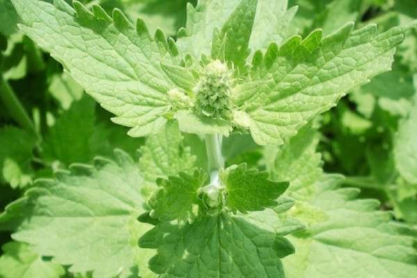 De l'herbe à chat pour repousser les moustiques
