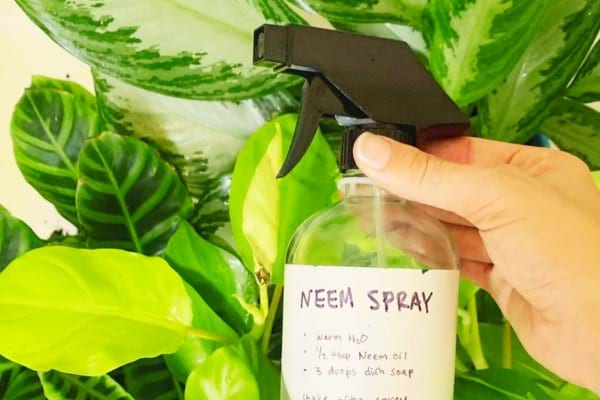 De l'huile essentielle de neem pour se débarrasser des cloportes