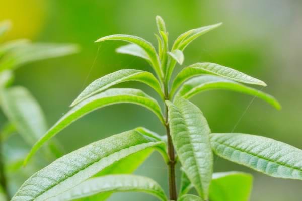 De la verveine citronnelle qui chasse les moustiques