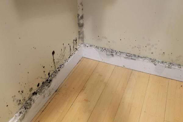 Des murs qui contiennent de la moisissure