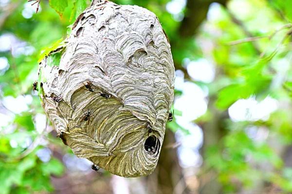 Un nid de frelons asiatiques