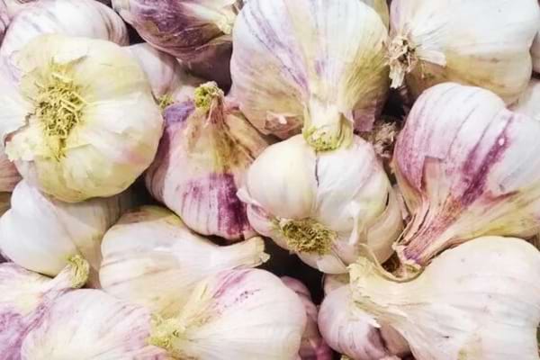 Plusieurs gousses d'ail qui repoussent les moustiques