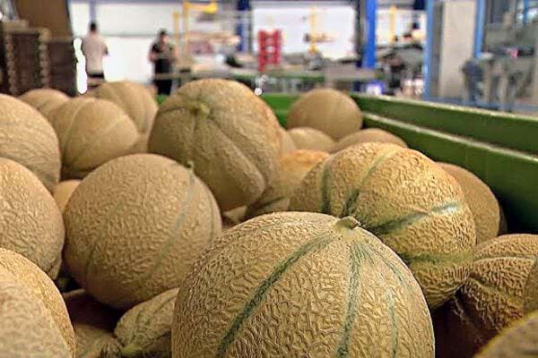 Plusieurs melons dans un stand de marché 