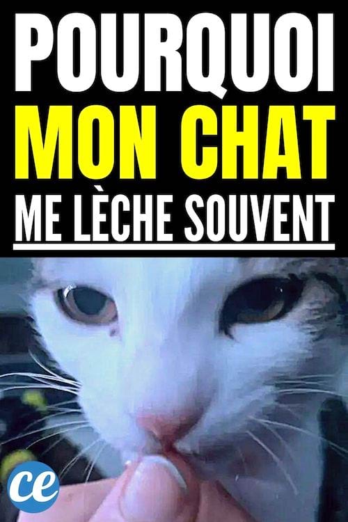 Pourquoi mon chat me lèche souvent 