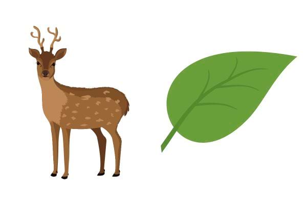 Plusieurs images de rébus qui veulent dire "Cerfeuil"