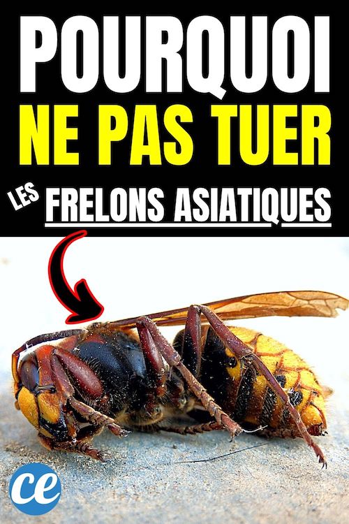 Pourquoi il Ne Faut Surtout Pas Tuer les Frelons Asiatiques