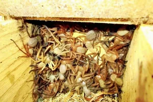 un nid d'araignées dont il faut se débarrasser naturellement