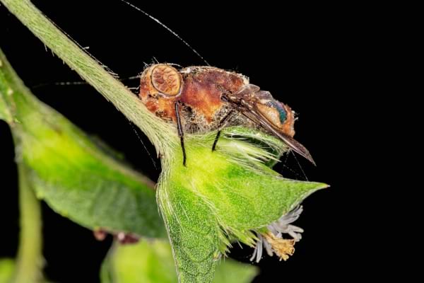 Une mouche morte sur une tige de plante
