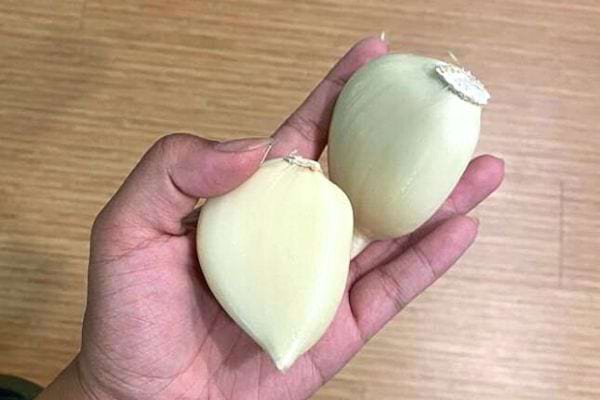 Une personne tenant deux gros morceaux d'ails dans sa main 