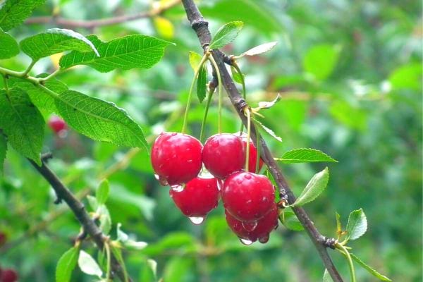 Des cerises qui poussent sur le cerisier