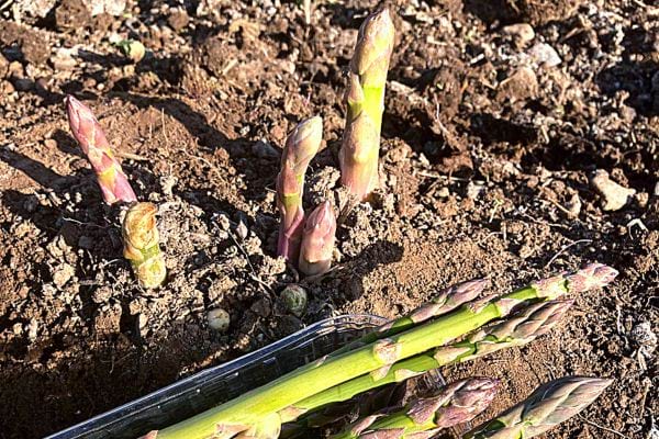 Spargel steckt noch in der Erde