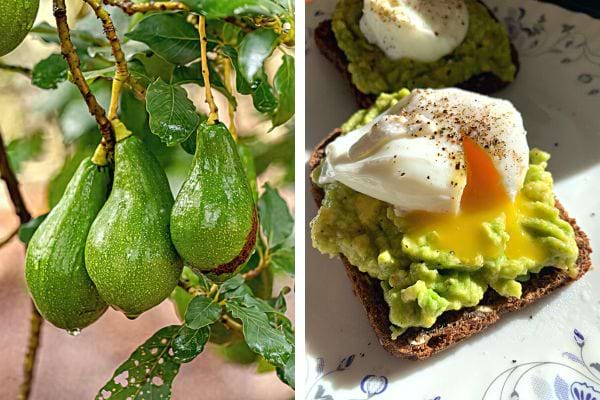 Un avocat en fruit et légume