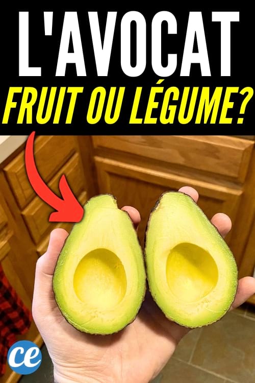 L'avocat : est-ce un fruit ou un légume? Découvrons-le!