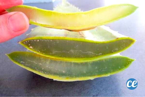 une feuille d'aloe vera