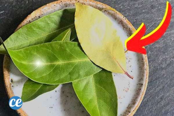 des feuilles de laurier