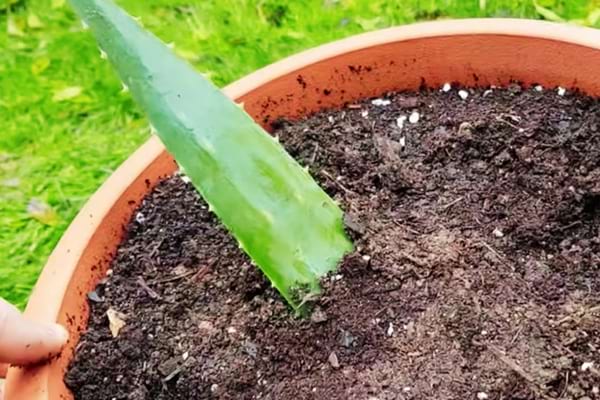 bouture aloe vera à partie d'une feuille en terre