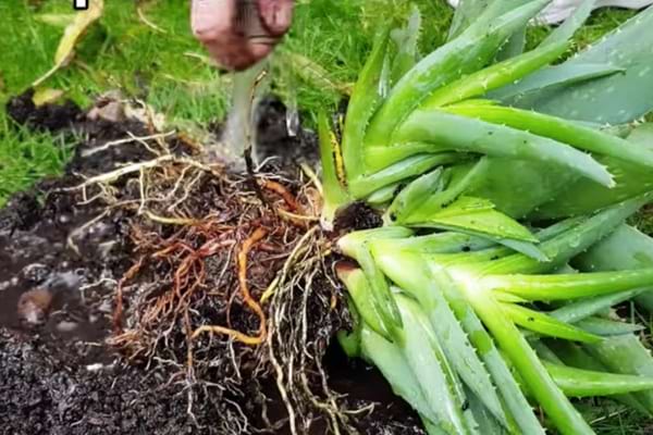 racines de l'aloe vera pour le propager