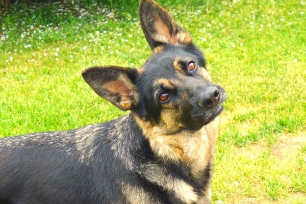 Un chien avec la tête penchée 