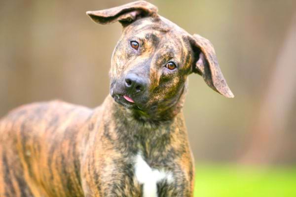 Un chien avec la langue un peu sorti qui penche la tête 