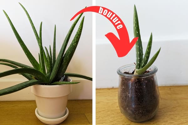 résultat d'une bouture d'aloe vera