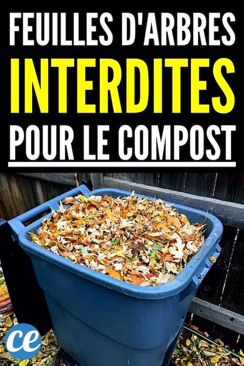 Feuilles d'arbres interdites pour le compost
