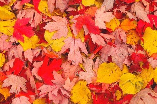 Des feuilles d'érable de plusieurs couleurs 