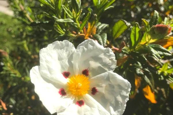 Une feuille de ciste 