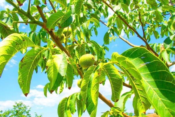 Des feuilles de noyer