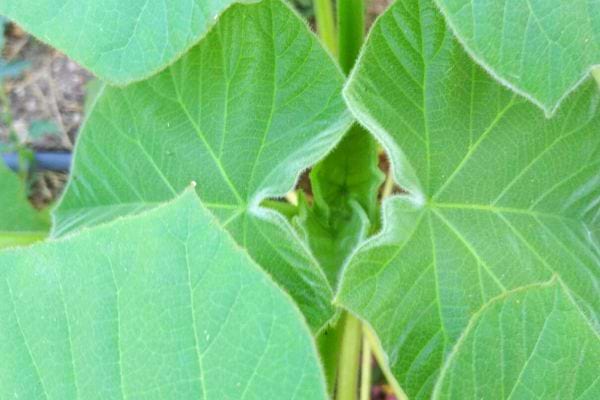 Des feuilles de paulownia