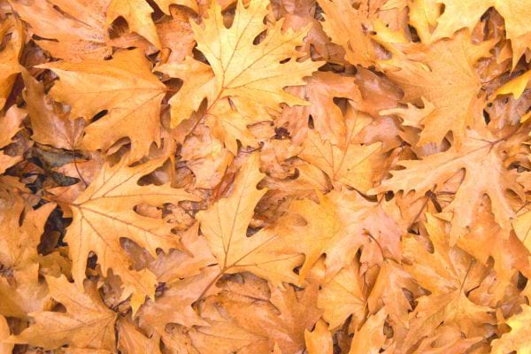 Des feuilles de platane