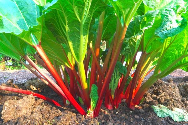 Des feuilles de rhubarbe dans la Terre