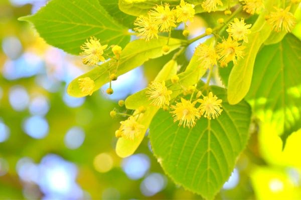 Des petites fleurs jaunes 
